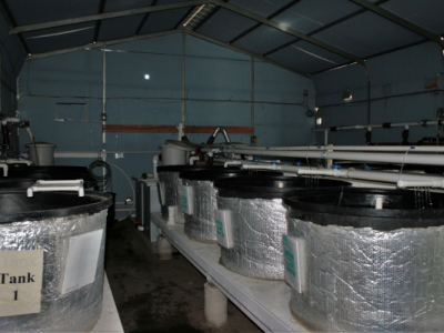 Experimental Juvenile System 1 and 2