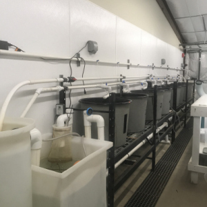 Experimental Larval Systems 1 and 2