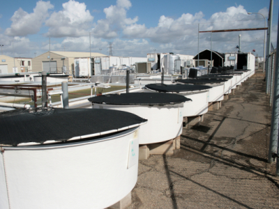 Brood Line System