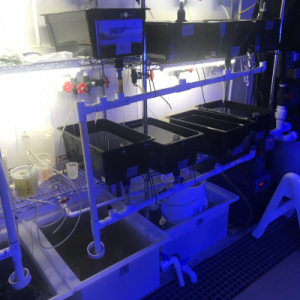 Tray System B