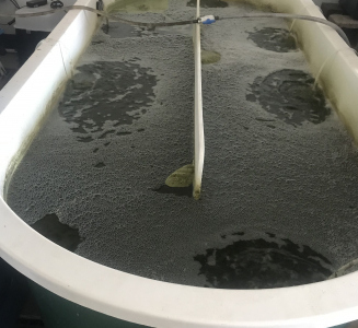Adult Artemia Tank