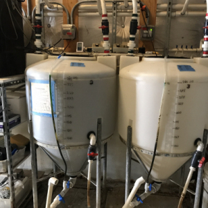 Rotifer Tank