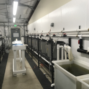 Research Larval 11-20