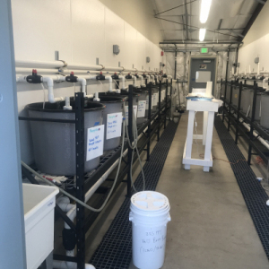 Research Larval 1-10